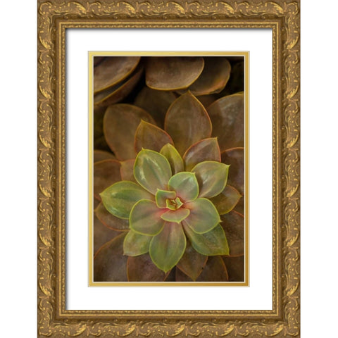 Succulent I Gold Ornate Wood Framed Art Print with Double Matting by Millet, Karyn