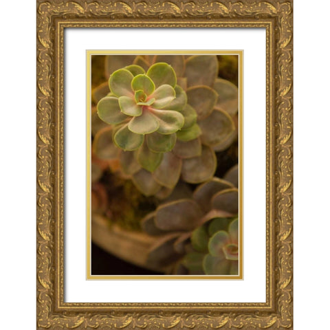 Succulent II Gold Ornate Wood Framed Art Print with Double Matting by Millet, Karyn
