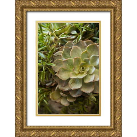 Succulent IV Gold Ornate Wood Framed Art Print with Double Matting by Millet, Karyn