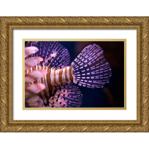 Tropical Fish Gold Ornate Wood Framed Art Print with Double Matting by Millet, Karyn