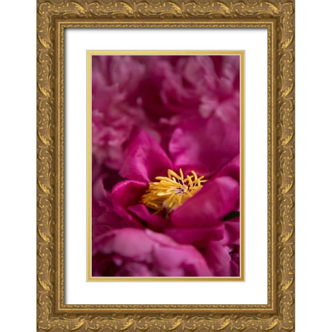Fuchsia Peonies I Gold Ornate Wood Framed Art Print with Double Matting by Millet, Karyn