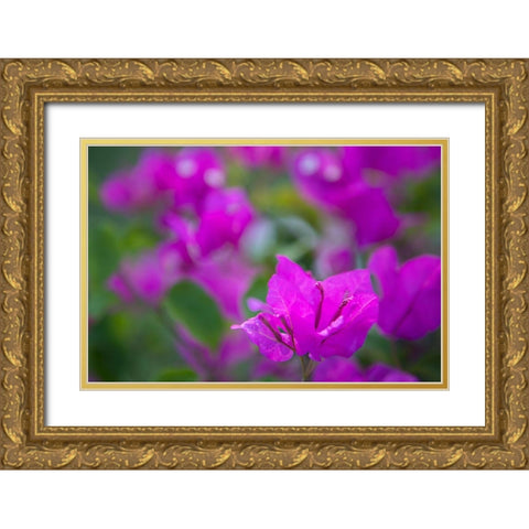 Magenta Bloom Gold Ornate Wood Framed Art Print with Double Matting by Millet, Karyn