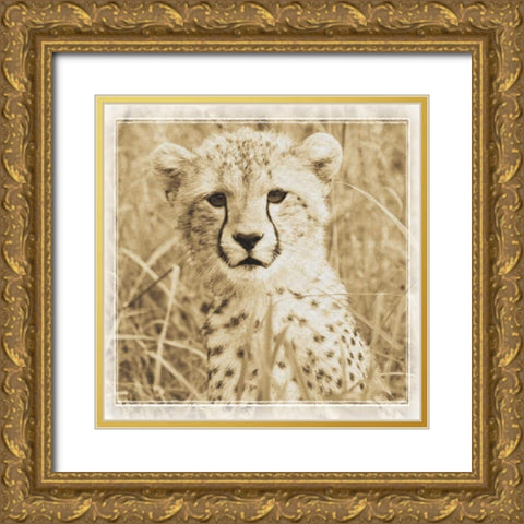 Young Africa Cheetah Gold Ornate Wood Framed Art Print with Double Matting by Parker, Susann