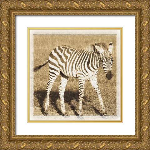 Young Africa Zebra Gold Ornate Wood Framed Art Print with Double Matting by Parker, Susann