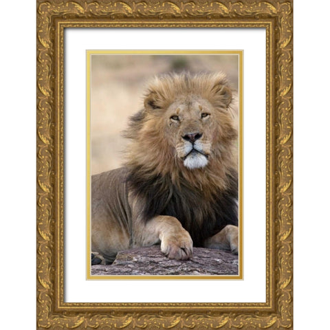 Africas King Gold Ornate Wood Framed Art Print with Double Matting by Parker, Susann