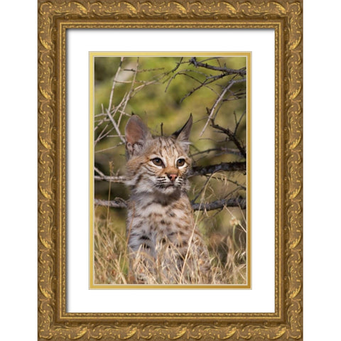 Lil Bob Gold Ornate Wood Framed Art Print with Double Matting by Parker, Susann