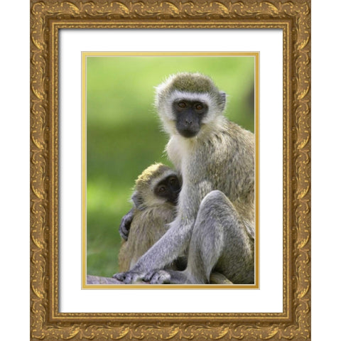 The Vervet Family Gold Ornate Wood Framed Art Print with Double Matting by Parker, Susann
