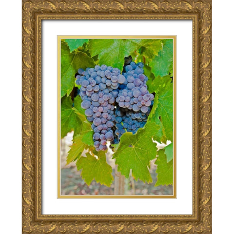 Cougar Winery Grapes I Gold Ornate Wood Framed Art Print with Double Matting by Peterson, Lee