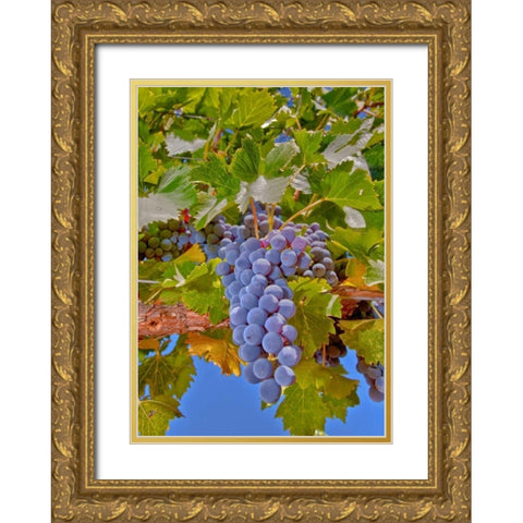 Cougar Winery Grapes II Gold Ornate Wood Framed Art Print with Double Matting by Peterson, Lee