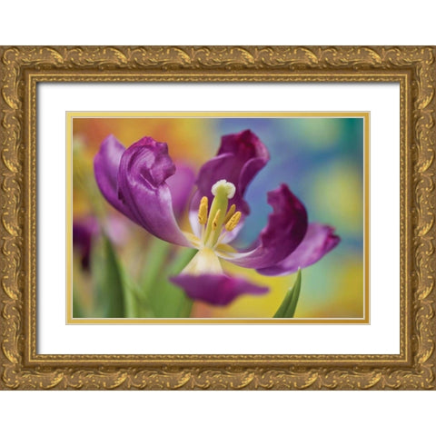Purple Tulip I Gold Ornate Wood Framed Art Print with Double Matting by Peterson, Lee