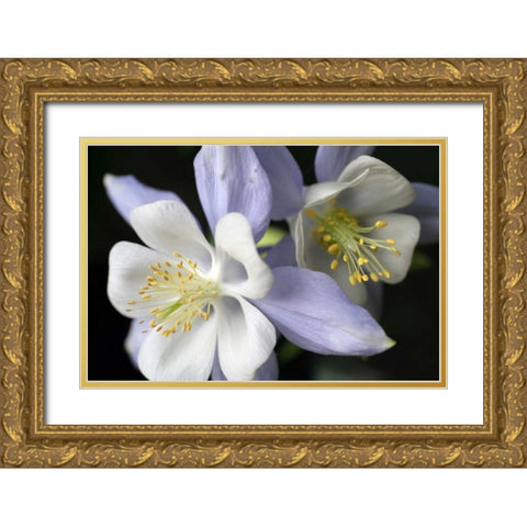 Purple Columbine I Gold Ornate Wood Framed Art Print with Double Matting by Putman, Tammy