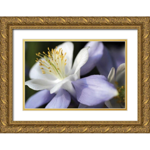 Purple Columbine II Gold Ornate Wood Framed Art Print with Double Matting by Putman, Tammy