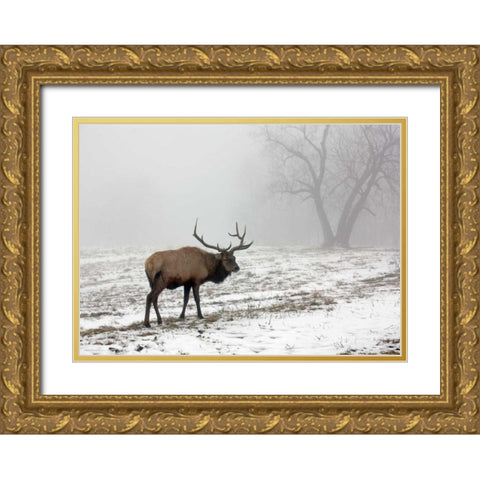 Elk III Gold Ornate Wood Framed Art Print with Double Matting by Putman, Tammy