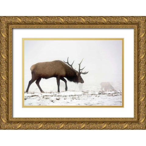 Elk IV Gold Ornate Wood Framed Art Print with Double Matting by Putman, Tammy