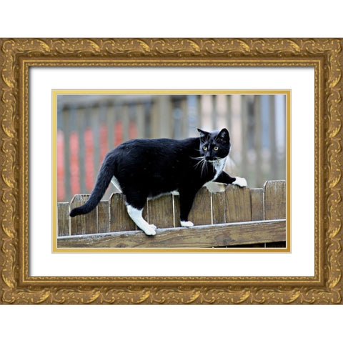 Jinx II Gold Ornate Wood Framed Art Print with Double Matting by Putman, Tammy