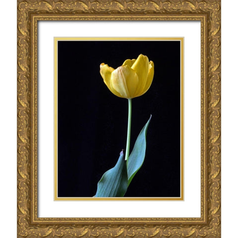 Single Tulip Gold Ornate Wood Framed Art Print with Double Matting by Putman, Tammy