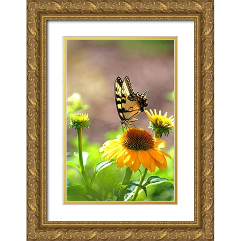Eastern Tiger Swallowtail Lift Gold Ornate Wood Framed Art Print with Double Matting by Putman, Tammy
