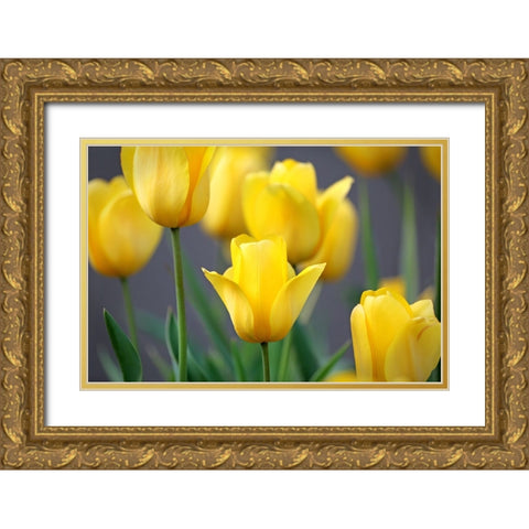 Yellow Tulips Gold Ornate Wood Framed Art Print with Double Matting by Putman, Tammy
