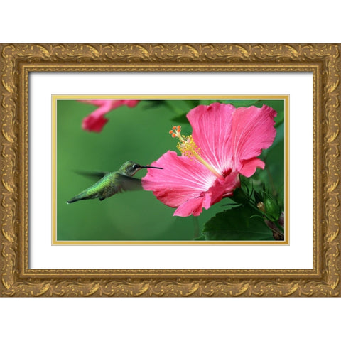 Hummingbird II Gold Ornate Wood Framed Art Print with Double Matting by Putman, Tammy