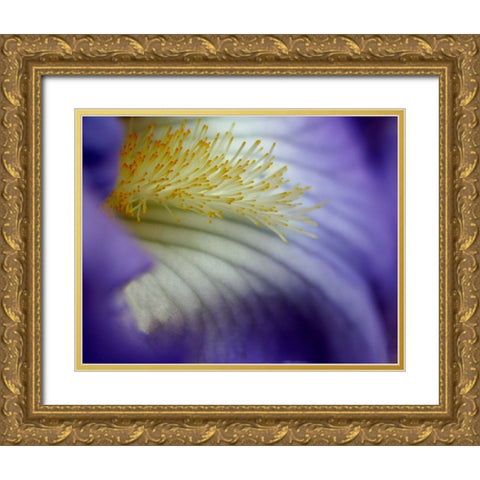 Iris Gold Ornate Wood Framed Art Print with Double Matting by Putman, Tammy