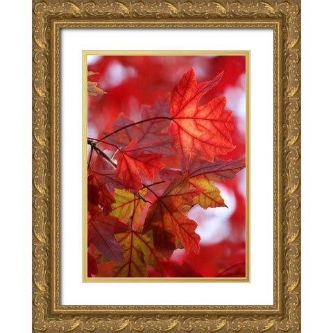 In the Red Gold Ornate Wood Framed Art Print with Double Matting by Putman, Tammy