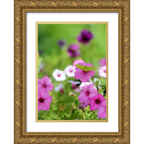 Purple And White Petunias Gold Ornate Wood Framed Art Print with Double Matting by Putman, Tammy