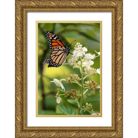 Monarch Gold Ornate Wood Framed Art Print with Double Matting by Putman, Tammy