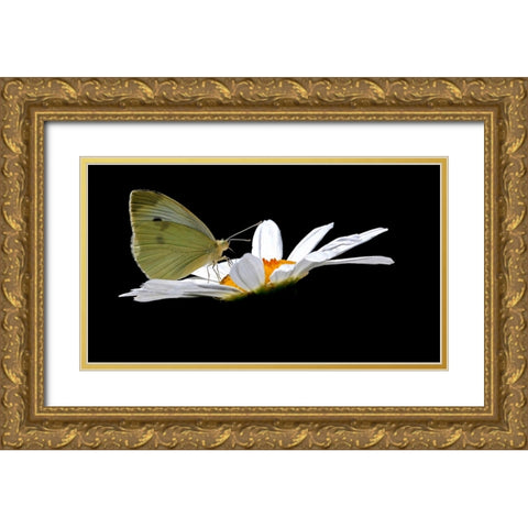 Cabbage White Gold Ornate Wood Framed Art Print with Double Matting by Putman, Tammy