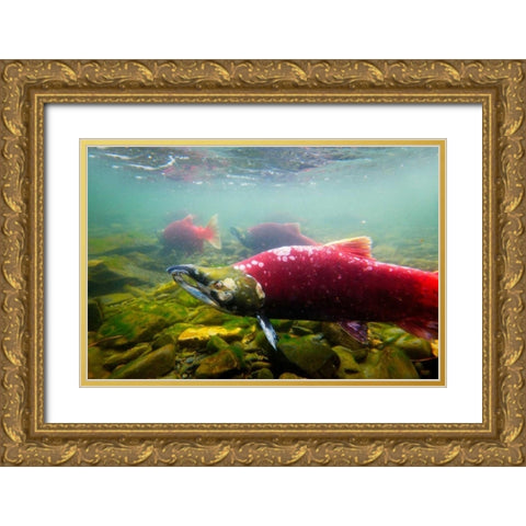 Sockeye Salmon II Gold Ornate Wood Framed Art Print with Double Matting by Stefko, Bob
