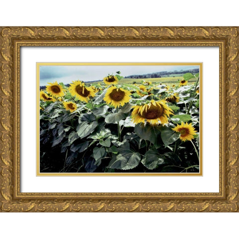 Sunflower Fields I Gold Ornate Wood Framed Art Print with Double Matting by Stefko, Bob
