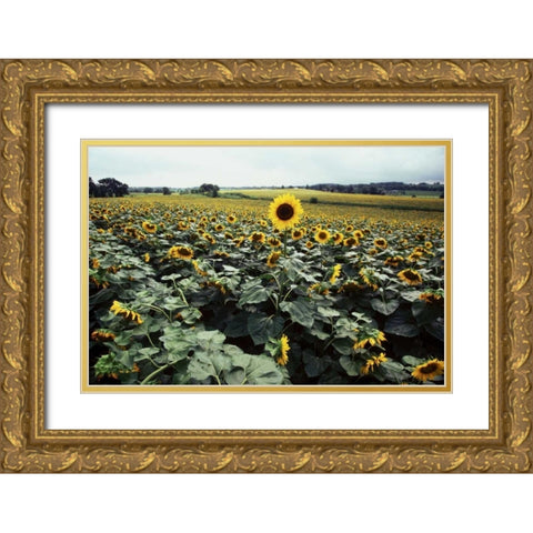 Sunflower Fields II Gold Ornate Wood Framed Art Print with Double Matting by Stefko, Bob