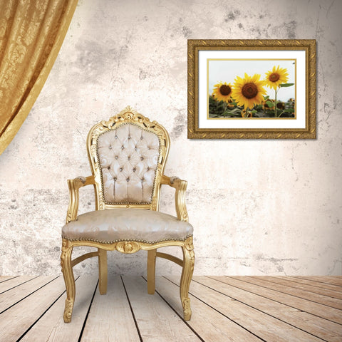 Sunflower Fields III Gold Ornate Wood Framed Art Print with Double Matting by Stefko, Bob