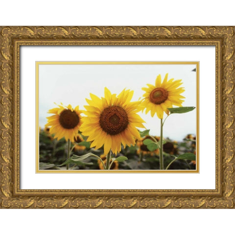 Sunflower Fields III Gold Ornate Wood Framed Art Print with Double Matting by Stefko, Bob
