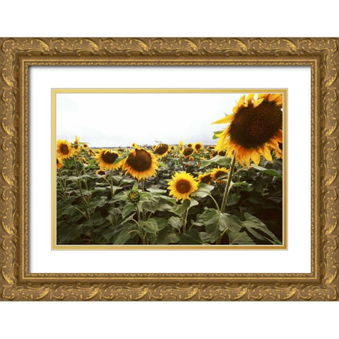 Sunflower Fields IV Gold Ornate Wood Framed Art Print with Double Matting by Stefko, Bob