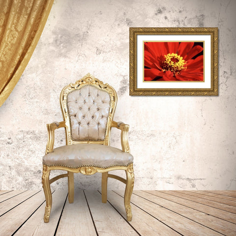 Red Zinnia I Gold Ornate Wood Framed Art Print with Double Matting by Stefko, Bob