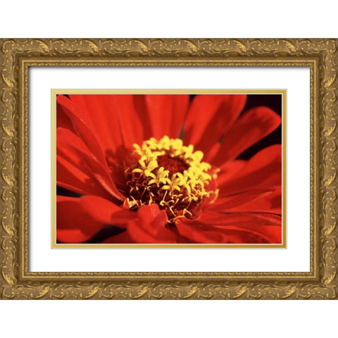 Red Zinnia I Gold Ornate Wood Framed Art Print with Double Matting by Stefko, Bob