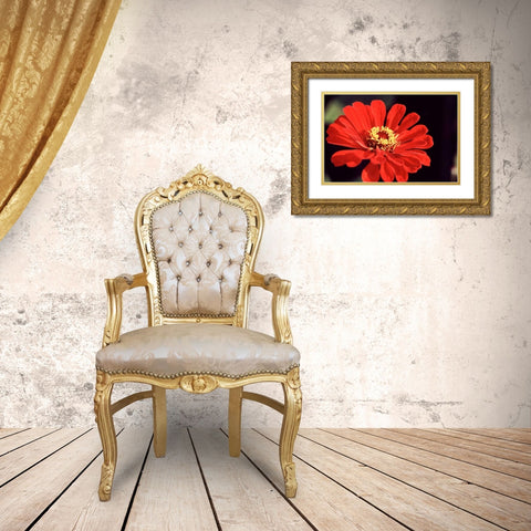 Red Zinnia II Gold Ornate Wood Framed Art Print with Double Matting by Stefko, Bob