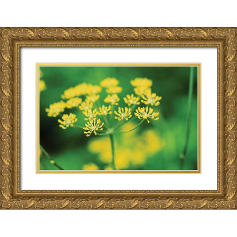 Blooming Dill Gold Ornate Wood Framed Art Print with Double Matting by Stefko, Bob