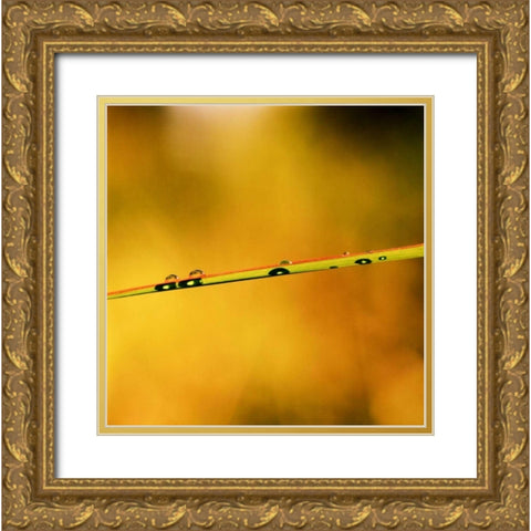 Simple Organics II Gold Ornate Wood Framed Art Print with Double Matting by Stefko, Bob