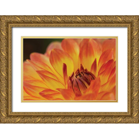 Orange Flame Gold Ornate Wood Framed Art Print with Double Matting by Styber, Dana