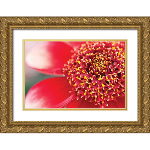 Starburst I Gold Ornate Wood Framed Art Print with Double Matting by Styber, Dana