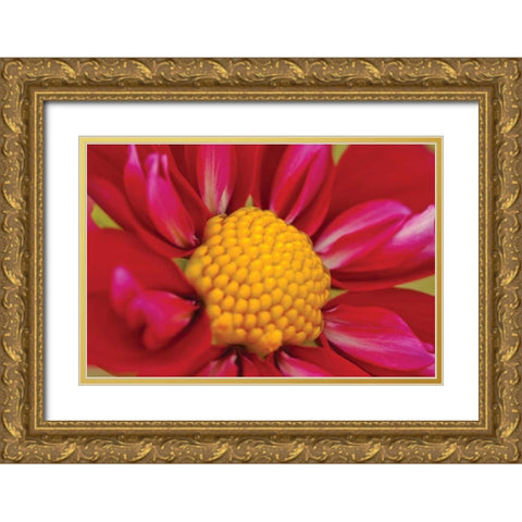Starburst II Gold Ornate Wood Framed Art Print with Double Matting by Styber, Dana