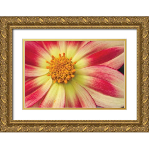 Starburst III Gold Ornate Wood Framed Art Print with Double Matting by Styber, Dana