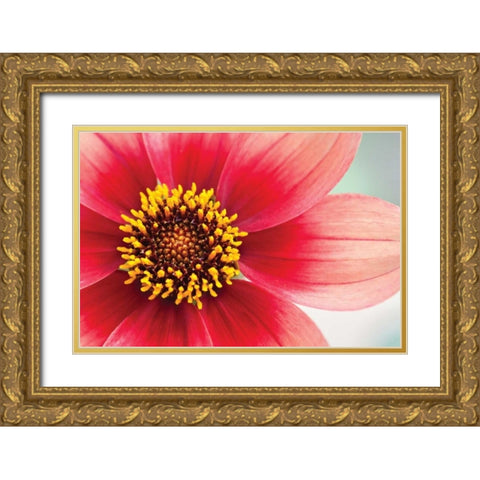 Starburst IV Gold Ornate Wood Framed Art Print with Double Matting by Styber, Dana