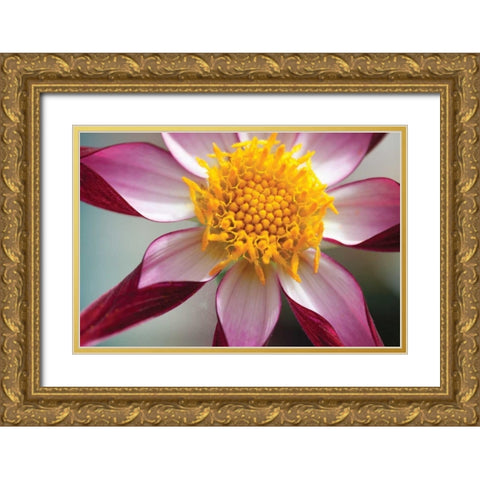Stardust I Gold Ornate Wood Framed Art Print with Double Matting by Styber, Dana