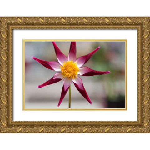 Stardust II Gold Ornate Wood Framed Art Print with Double Matting by Styber, Dana