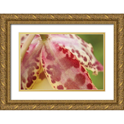 Pink Mist Gold Ornate Wood Framed Art Print with Double Matting by Styber, Dana