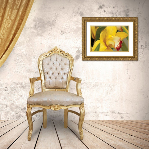Lemon Orchid I Gold Ornate Wood Framed Art Print with Double Matting by Styber, Dana