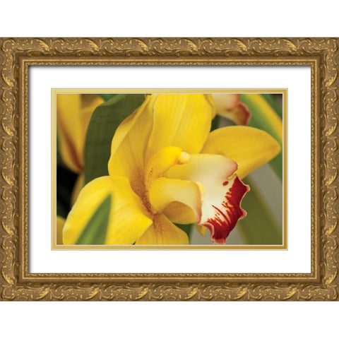 Lemon Orchid I Gold Ornate Wood Framed Art Print with Double Matting by Styber, Dana