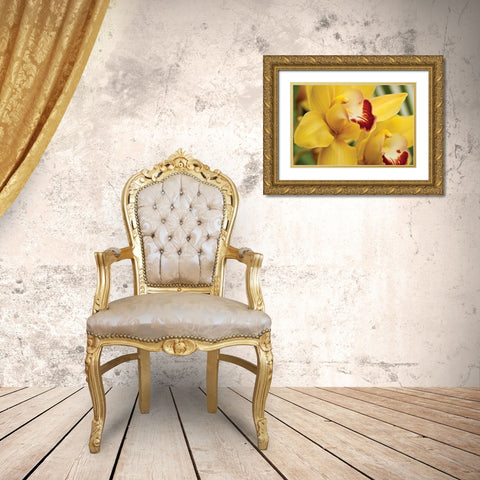 Lemon Orchid II Gold Ornate Wood Framed Art Print with Double Matting by Styber, Dana